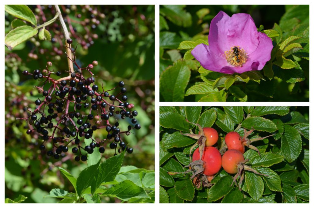 Mit Ayurveda durch den Herbst