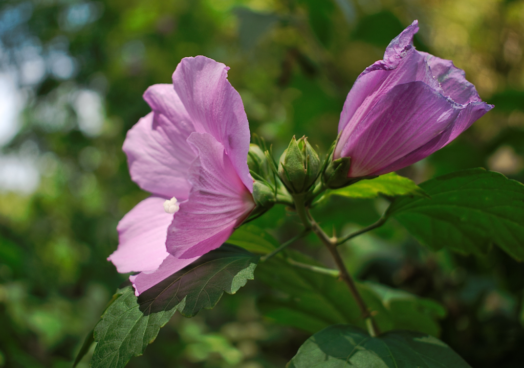 Eine Blume trägt viele Blüten, es sind alles Ausprägungen desselben.