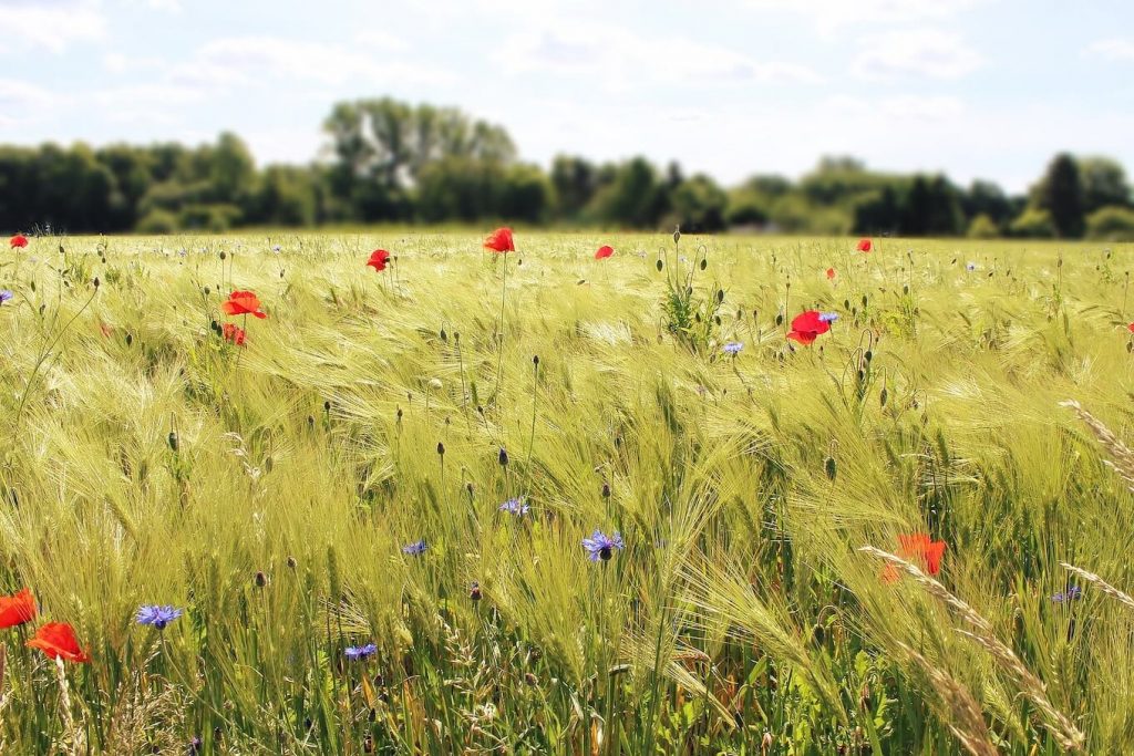Eine gesunde Natur unterstützt gesunde Menschen