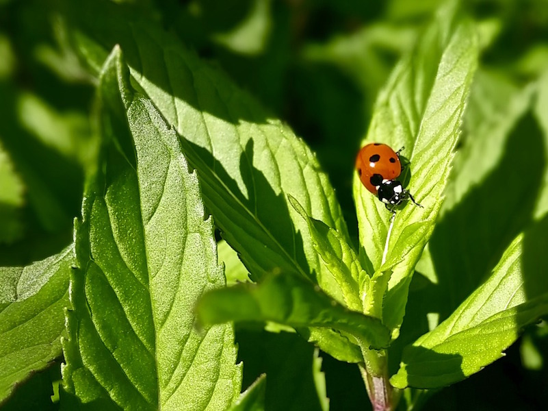 ayurvedische Ernährung im Frühjahr