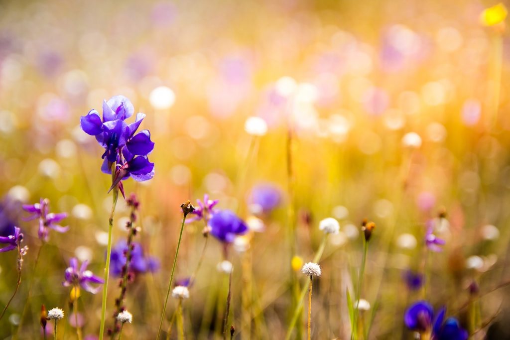 Natürliche Schönheit Ayurveda
